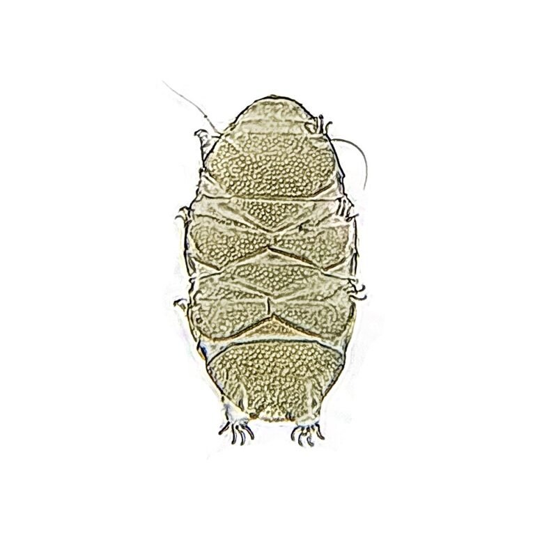 Tardigrada
