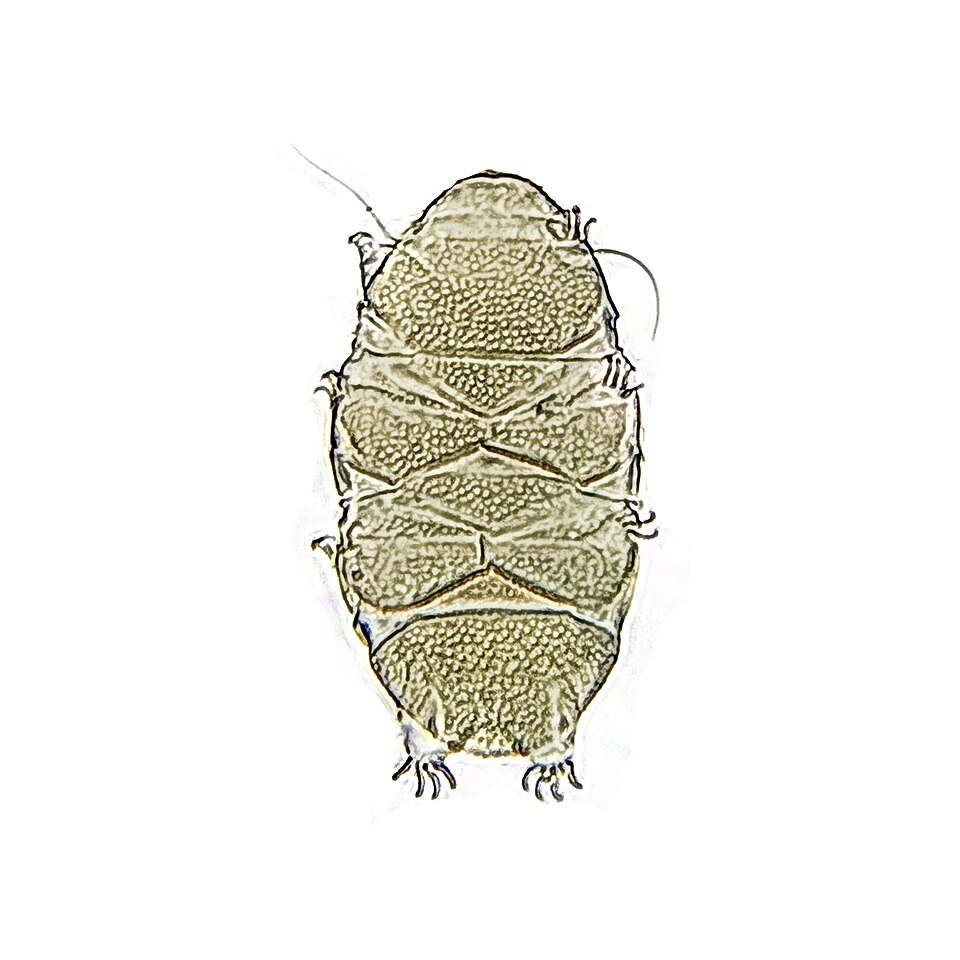 Tardigrada