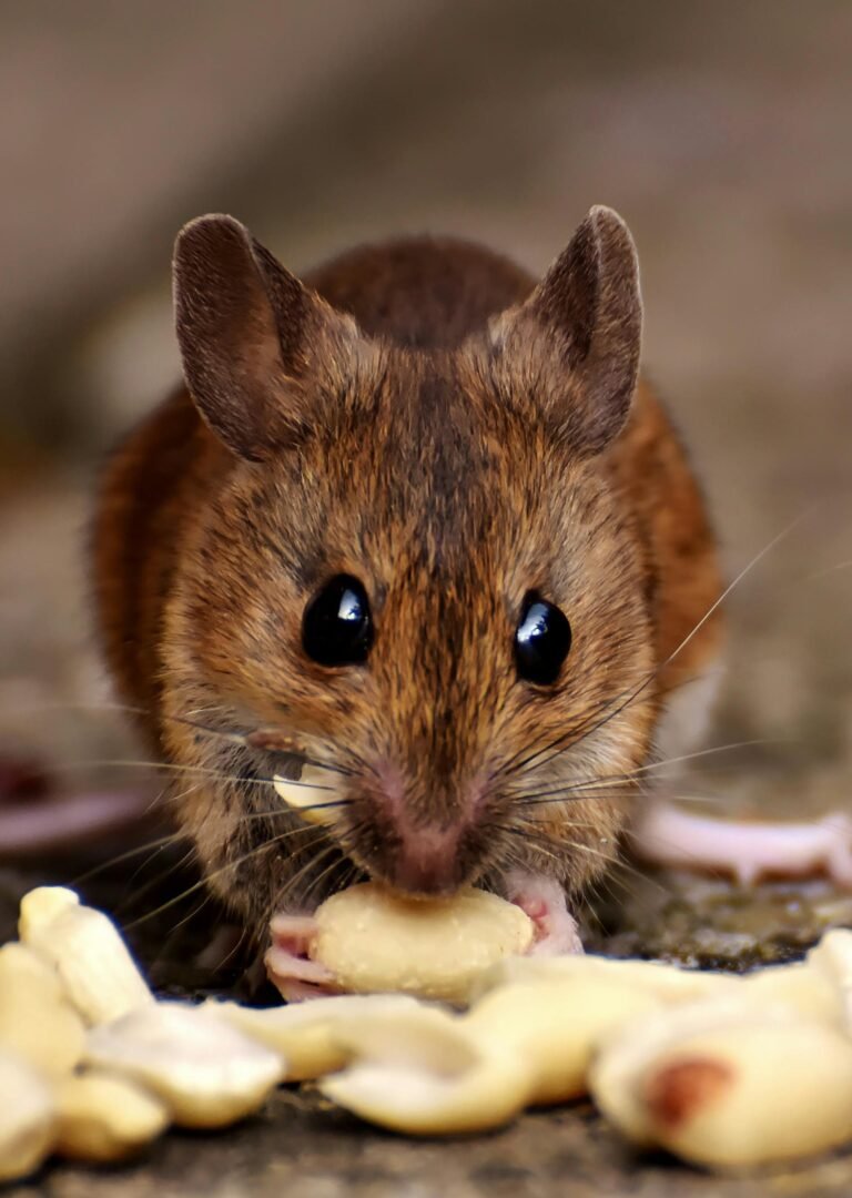 Miš