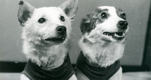 Belka i Strelka
